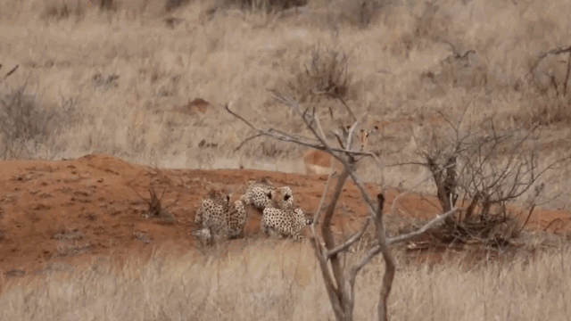 After the chase, the leopards easily took down the antelope.