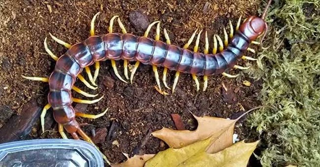 Loài rết lớn nhất thế giới có thể xơi tái chuột, thằn lằn và dơi