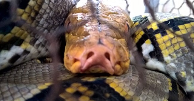 Bí ẩn loài rắn "sát thủ" khổng lồ "Nưa 9 lỗ mũi" cực độc ở Việt Nam