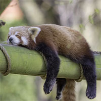 Những thói quen ngủ dị thường ở động vật