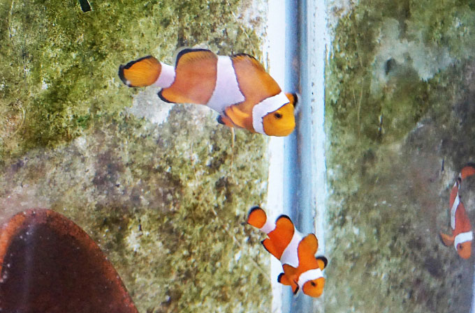 Lần đầu tiên, Viện Hải dương học Nha Trang lai tạo thành công cá hề nemo
