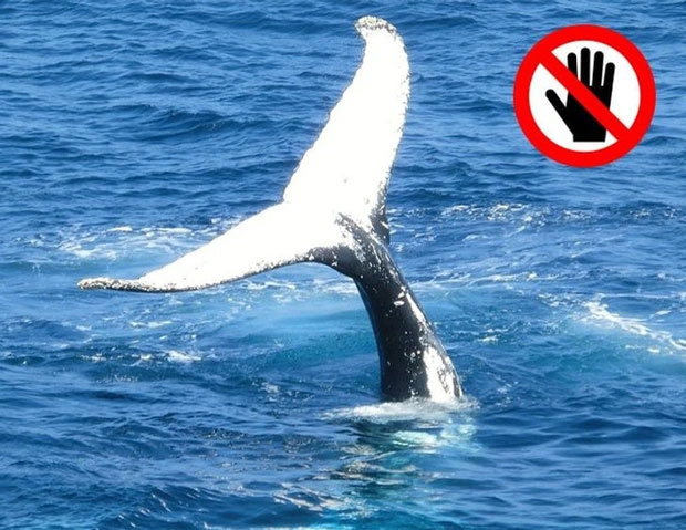Cấm chạm vào cá voi