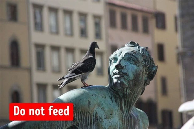 Cấm cho chim bồ câu ăn