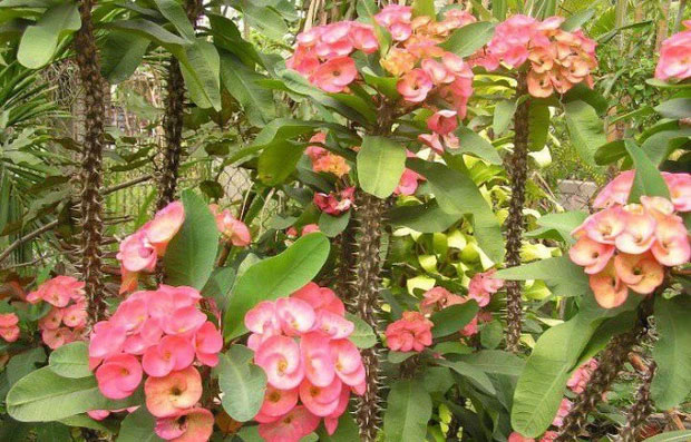 Top 4 loại hoa đẹp đến mấy cũng không nên trưng trong nhà kẻo ảnh hưởng sức khỏe