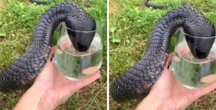 Con rắn uống nước trực tiếp trong ly đang cầm trên tay. 