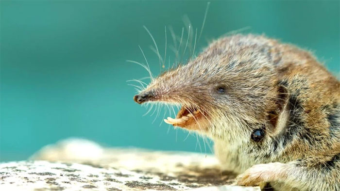 Chuột chù là vật chủ chứa virus Borna.
