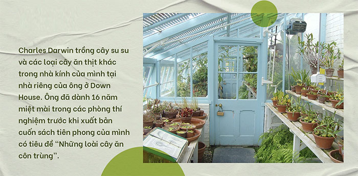 Phát hiện chấn động về chặng đường tiến hóa biến thực vật thành cây ăn thịt