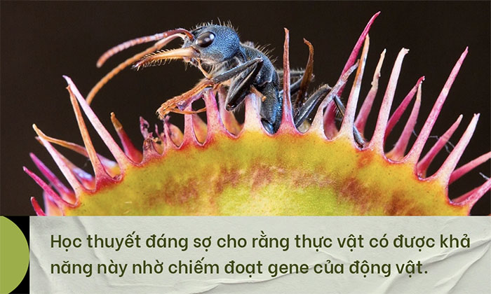 Phát hiện chấn động về chặng đường tiến hóa biến thực vật thành cây ăn thịt