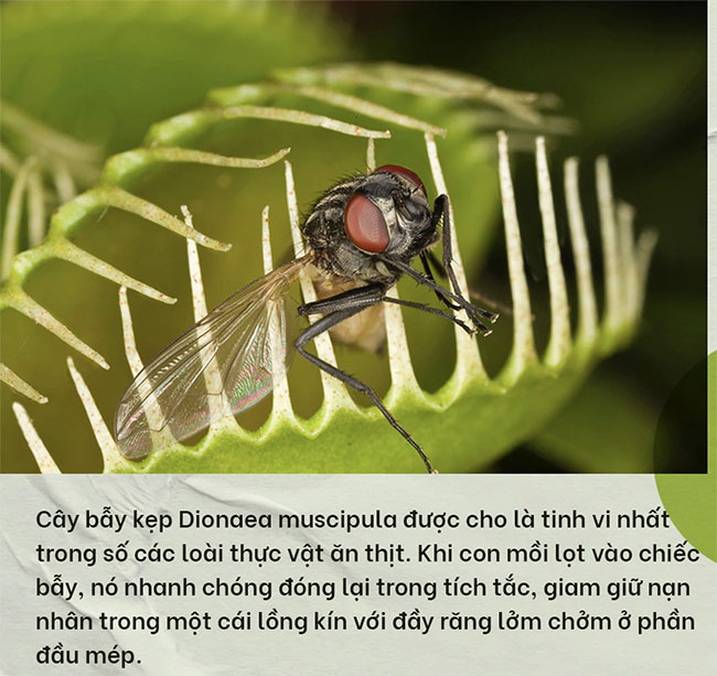 Phát hiện chấn động về chặng đường tiến hóa biến thực vật thành cây ăn thịt