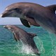 Cá heo cái hình thành "nhóm trông trẻ" khi nuôi dạy con