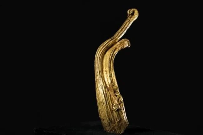"Ram's Horn" có hình dạng bí ẩn giống như một chùm tua xoăn thay vì hạt vàng như thông thường.
