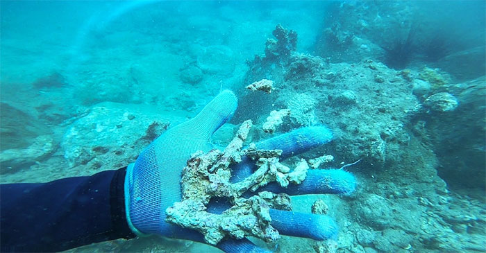 Nghĩa địa san hô trong khu bảo tồn vịnh Nha Trang