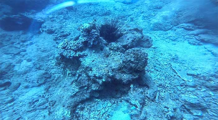 Nghĩa địa san hô trong khu bảo tồn vịnh Nha Trang