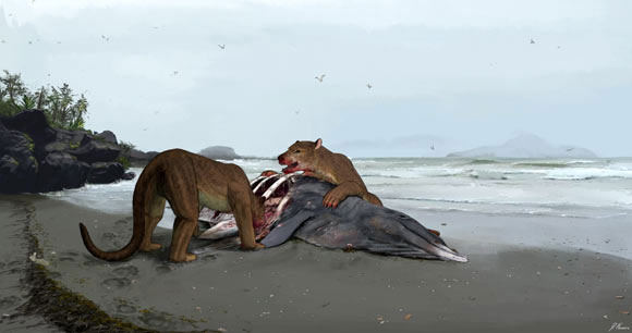 Loài chó lai gấu khổng lồ đang săn một con thú lớn bên bờ biển nước Pháp 12 triệu năm trước