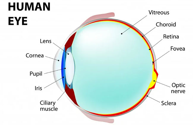 Đôi mắt loài cá có gì đặc biệt để chúng nhìn rõ dưới nước?