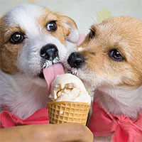 Loại kem dành riêng cho thú cưng trong mùa hè