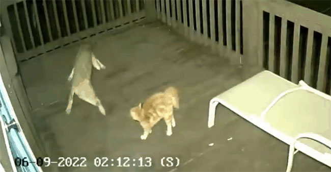 The house cat "fights to the death" with the coyote.