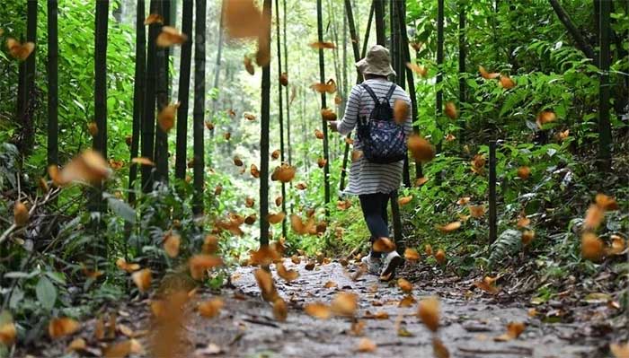 Chiêm ngưỡng thiên đường bươm bướm lớn nhất thế giới tại Vân Nam, Trung Quốc