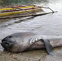 Cá mập siêu hiếm dạt vào bờ biển Philippines