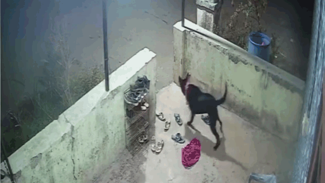 The house dog lying on the wall when it noticed an intruder entering the residential area