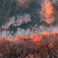 Phát hiện đám cháy rừng lâu đời nhất từ 430 triệu năm trước