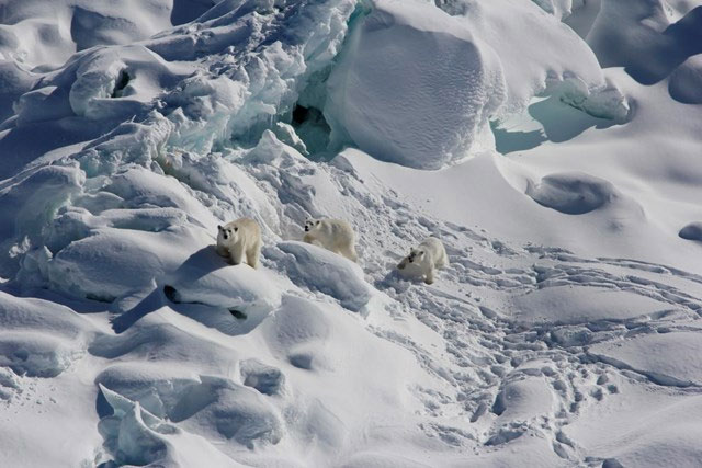 Phát hiện quần thể gấu Bắc Cực mới ở Greenland