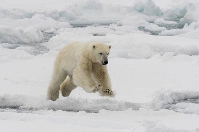 Phát hiện quần thể gấu Bắc Cực mới ở Greenland