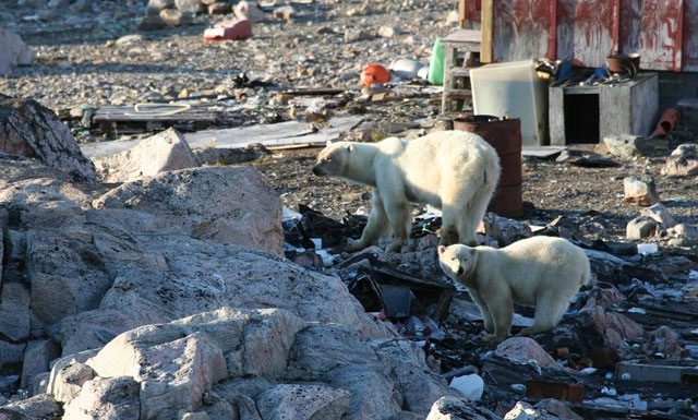 Phát hiện quần thể gấu Bắc Cực mới ở Greenland