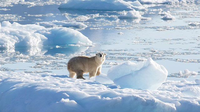 Phát hiện quần thể gấu Bắc Cực mới ở Greenland