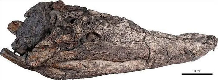 Hóa thạch đầu cá sấu