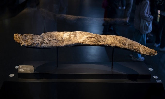  Chiếc ngà voi gần như nguyên vẹn khai quật từ một hố hiến tế ở Tam Tinh Đôi. 