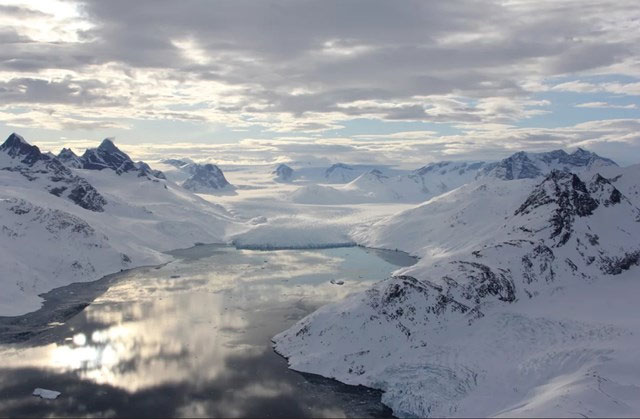 Phát hiện quần thể gấu Bắc Cực mới ở Greenland