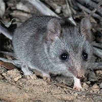 Chuột túi nhỏ đảo Kangaroo có nguy cơ sắp tuyệt chủng