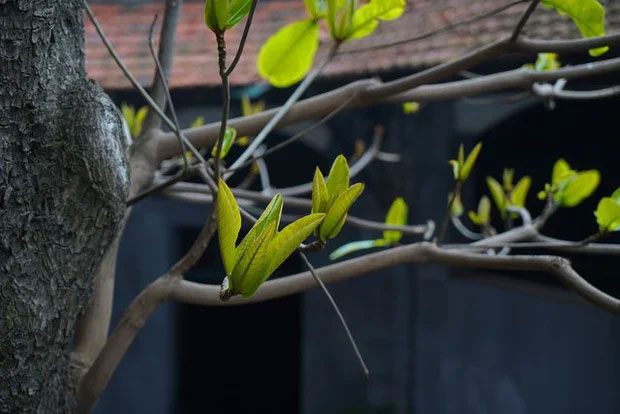 Thực hư thông tin cây bàng có tác dụng chữa bệnh, cứu sống hàng trăm chiến sỹ tại Nhà tù Hỏa Lò