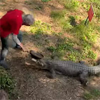 Bị cá sấu tấn công, người đàn ông cầm chảo đập thẳng mặt con vật "không trượt phát nào"