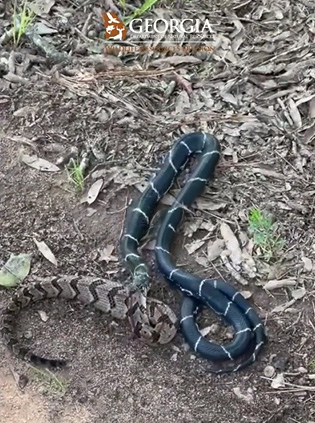 Rắn đuôi chuông: Đây là loài rắn đặc biệt với đuôi bầm tím rực rỡ cùng vẻ ngoài đầy ma mị. Hãy chiêm ngưỡng hình ảnh của loài rắn đuôi chuông độc đáo này và khám phá những sự thật thú vị về chúng.