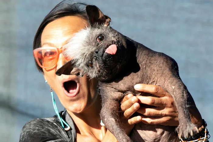 This dog is a mix between a Chihuahua and a Chinese Crested Dog.