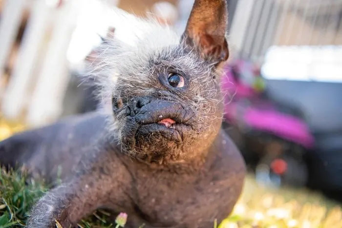 Mr Happy Face - the ugliest dog in the world.