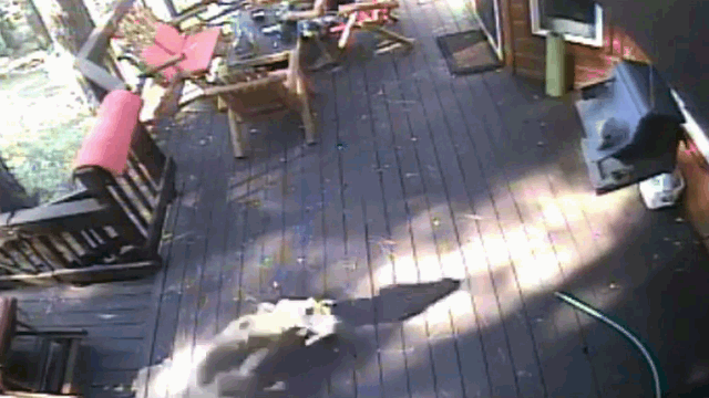Chó sói đồng cỏ lao vào tấn công chó nhà.