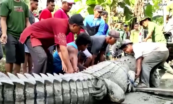 Dân làng vây bắt cá sấu khổng lồ có chiều dài lên tới 4,3m