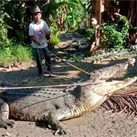 Dân làng vây bắt cá sấu khổng lồ có chiều dài lên tới 4,3m