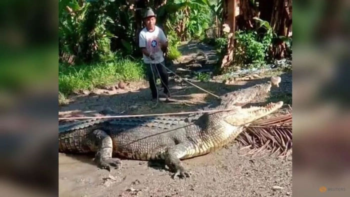 Dân làng vây bắt cá sấu khổng lồ có chiều dài lên tới 4,3m