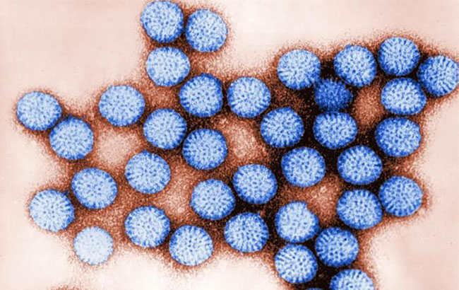 Virus tồn tại trong nước ngọt bằng cách bám vào hạt nhựa