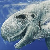 Tìm thấy hóa thạch cá nhà táng bị cá mập cắn mũi