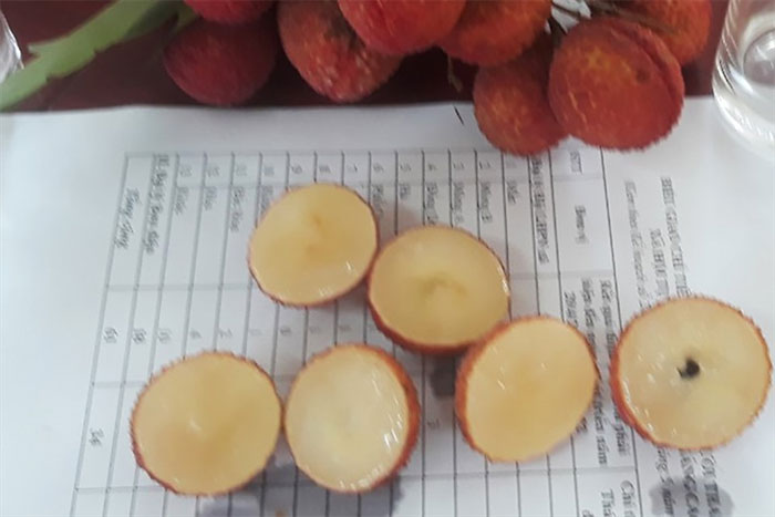 Bắc Giang trồng thử nghiệm thành công vải thiều không hạt