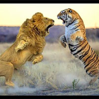 Hổ với sư tử - kẻ săn mồi nào mạnh hơn?
