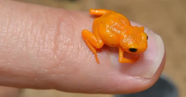 Loài ếch tội nghiệp nhất hành tinh: Nhỏ chỉ bằng cái móng tay, tiến hóa xong thì mất luôn bản năng nhảy