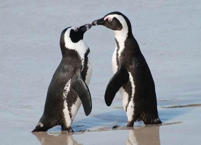 Đa số chim cánh cụt một khi đã chọn “bạn tình”, sẽ chung thủy đến cuối đời.