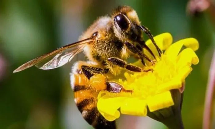  Trong thế giới loài ong, toàn bộ ong thợ thuộc giống cái. 