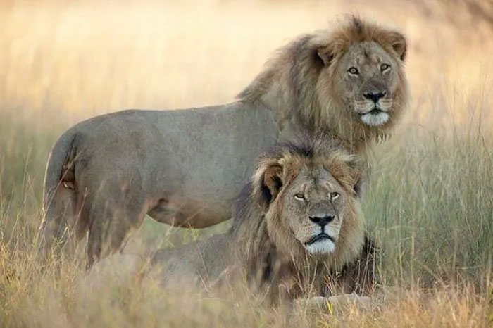  Tiêu chuẩn đánh giá của sư tử cái đối với các con đực là vẻ bề ngoài. 